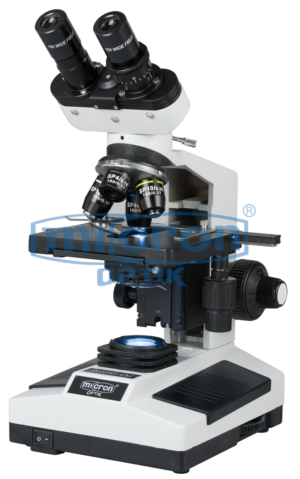 MODEL: BINO CXL