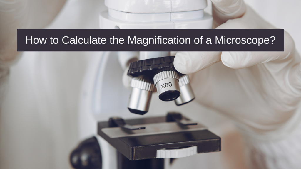 How to Calculate the Magnification of a Microscope