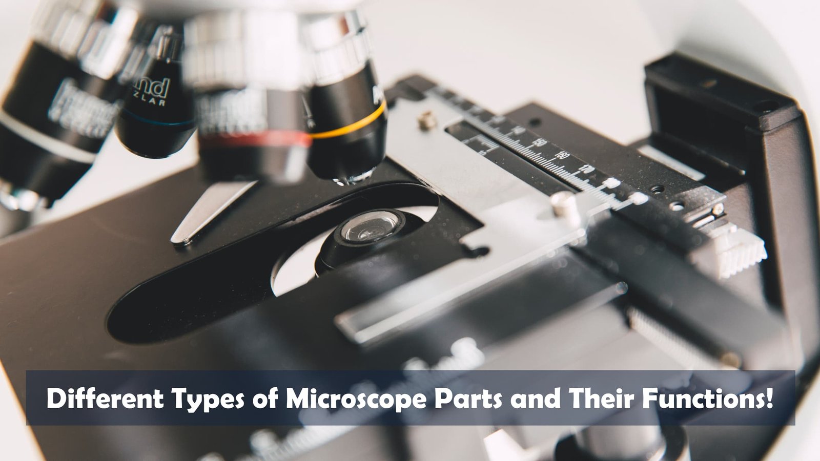 Different Types of Microscope Parts and Their Functions!