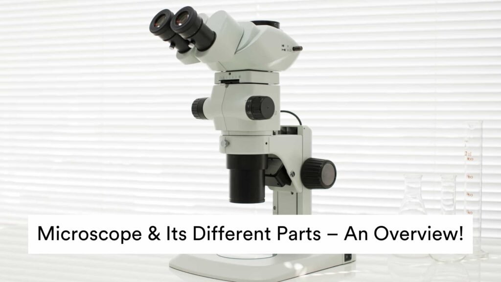 Microscope & Its Different Parts – An Overview!